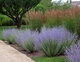 Саджанці Перовскії лебедолистої "Blue Steel"( Perovskia atriplicifolia ‘Blue Steel’) в 380гр горщику - зображення 1