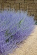 Саджанці Перовскія «Блу Спаєр» (Perovskia atriplicifolia 'Blue Spire') в 380гр горщику - зображення 1