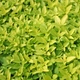 Саджанці Орегано Голд, материнка звичайна (Origanum Gold) в 380 гр горщику - зображення 2