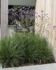 Саджанці Вербена бонарська (Verbena bonariensis) в 380гр горщику - зображення 3