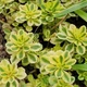 Саджанці Очитока (Седума) Міддендорфа (Sedum middendorffianum) в 380 гр горщику - зображення 3