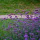 Саджанці Вербена бонарська (Verbena bonariensis) в 380гр горщику - зображення 4