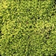 Саджанці Очиток їдкий (Седум) «Єллоу Квін» (Sedum acre 'Yellow Queen') в 380 гр горщику - зображення 3