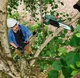 Аккумуляторный высоторез Bosch UniversalChainPole 18 (18 В, 2.5 Ач, 200 мм) с телескопической ручкой (24878) - изображение 3