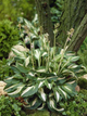 Хоста Undulata Mediovariegata (в контейнері Р9) - изображение 1
