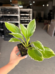 Хоста Undulata Albomarginata (в контейнері Р9) - изображение 3