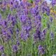 Саджанці Лаванди вузьколистої Манстед (Lavandula angustifolia Munstead) Р9 - зображення 1