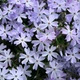 Саджанці Флокса шилоподібного Емеральд Кюшон Блю (Phlox subulata Emerald Cushion Blue) Р9 - зображення 5