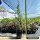 Саджанці Ялівцю звичайного Хіберніка (Juniperus communis Hibernica) Р9 - изображение 2