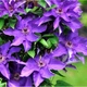 Саджанці Клематиса Президент (Clematis The President) Р9 - изображение 3