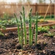 Саджанці Спаржі делікатесної (Asparagus officinalis 'Delikatessen') Р9 - изображение 2