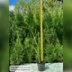Саджанці Кортадерії рожевої (Cortaderia selloana) Р9 - изображение 3