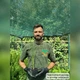 Саджанці Кортадерії рожевої (Cortaderia selloana) Р9 - изображение 4