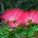 Саджанці Альбіції ленкоранської або ленкоранська акація (Albizia julibrissin) - изображение 5