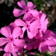 Саджанці Флокса шилоподібного Дрюмонд Пінк (Phlox subulata Drummond Pink) Р9 - зображення 3