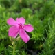 Саджанці Флокса шилоподібного Дрюмонд Пінк (Phlox subulata Drummond Pink) Р9 - зображення 4