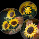 Конструктор Букет подсолнухов 686 деталей Конструктор цветы Icons Botanicals Sunflower Bouquet - изображение 9