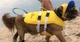 Спасательный жилет для собак Neo-Paws Life нейлоновый Yellow, размер XS - изображение 8