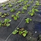 Агротканина Agreen 100г/м² (1.6х10м) чорна для мульчування 88838 - зображення 5