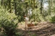 Maskotka-przytulanka Little Dutch Mały Lisek Forest Friends (LD8904) (8713291889040) - obraz 7