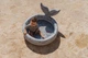 Basen Little Dutch Ocean Dreams Kolekcja Ocean World 80 cm Niebieski (8712051154251) - obraz 14