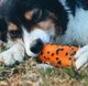 Іграшка для собак Non-Stop Dogwear Throwing Toy Помаранчево-чорна One Size (7071652081009) - зображення 4