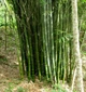 Насіння залізний бамбук, гігантський бамбук, Dendrocalamus strictus 10 шт./пач. - зображення 4