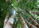 Насіння залізний бамбук, гігантський бамбук, Dendrocalamus strictus 10 шт./пач. - зображення 5