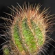 Насіння Телокактус Лауссера, Thelocactus lausseri 5 шт/уп - зображення 3