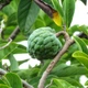 Семена Сахарное яблоко, Annona squamosa 5 шт/уп - изображение 3