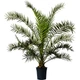 Семена Финиковая пальма канарская, Phoenix canariensis 5 шт/уп - изображение 3