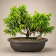 Семена Криптомерия японская, Cryptomeria japonica 5 шт/уп - изображение 1