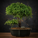 Семена Криптомерия японская, Cryptomeria japonica 5 шт/уп - изображение 2