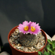 Семена Турбиникарпус Бегини, Turbinicarpus beguinii 5 шт/уп - изображение 2