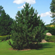 Семена Сосна чёрная, Pinus nigra 10 шт/уп - изображение 3