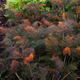 Насіння Фенхель бронзовий 'Purpureum', Foeniculum vulgare 10 шт/уп - зображення 2