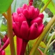 Семена Розовый карликовый банан, Musa velutina, 3 шт/уп - изображение 3