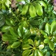 Семена Шеффлера древовидная, Schefflera arboricola 5 шт/уп - изображение 2