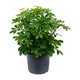 Семена Шеффлера древовидная, Schefflera arboricola 5 шт/уп - изображение 3