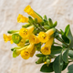 Семена Табак древовидный, Nicotiana glauca 20 шт/уп - изображение 6