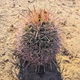 Семена Ферокактус Вислизена "Айоэнзис", Ferocactus wislizeni subsp. ajoensis 5 шт/уп - изображение 2
