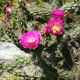 Семена Цилиндропунция черепитчатая (морозостойкая), Cylindropuntia imbricata 10 шт/уп - изображение 3