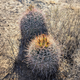 Семена Ферокактус Вислизена "Айоэнзис", Ferocactus wislizeni subsp. ajoensis 5 шт/уп - изображение 3