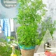 Кинза (кориандр) Слоуболт, 2 г, СЦ - изображение 2