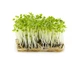 Микрозелень базилика зеленого 10 г - изображение 2