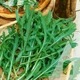 Рукола дикая, 1 г, Садиба - изображение 3
