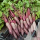 Свекла столовая Ломако, 200 шт., Садиба - изображение 3