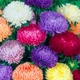 Айстра Леді Корал суміш, 0,1 г - зображення 2