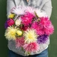 Астра игольчатая Валькирия смесь, 0,2 г - изображение 2
