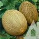 Дыня Мир ананас, 10 шт., Садиба - изображение 3